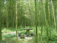 公园石桌